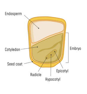 Corn seed diagram