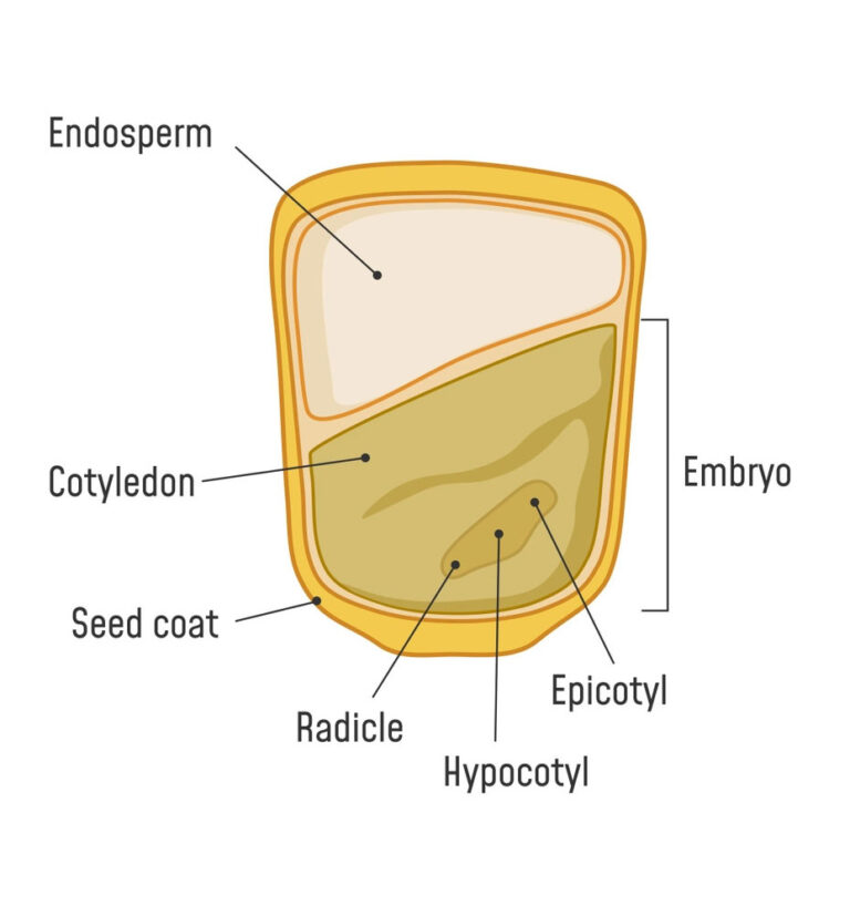 Corn seed diagram