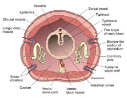 Earthworm Anatomy diagram
