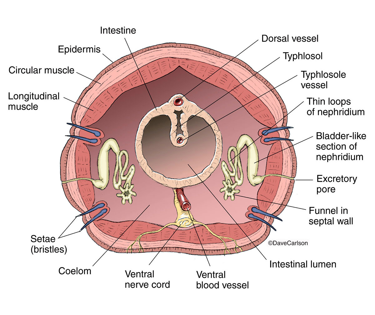 Earthworm Anatomy diagram