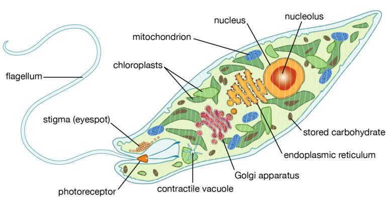 Euglena diagram