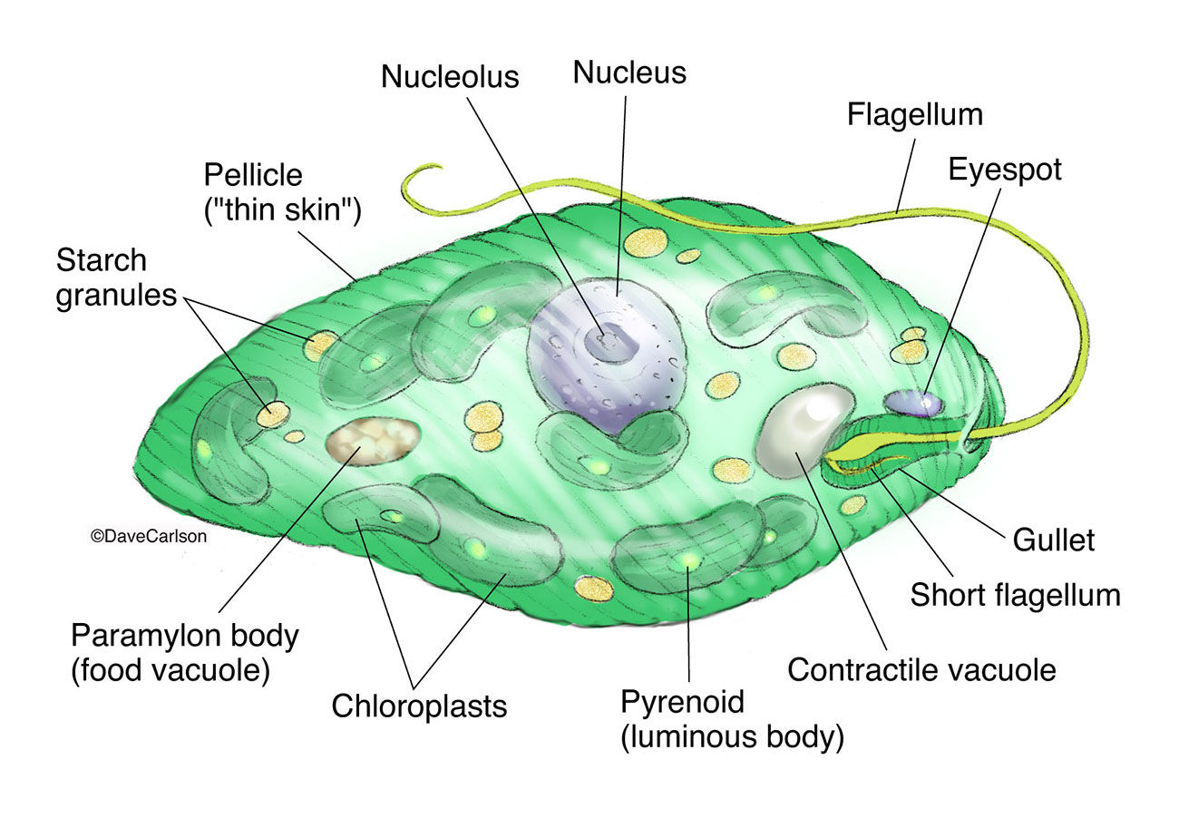 Euglena diagram