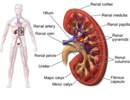 Human Kidney diagram