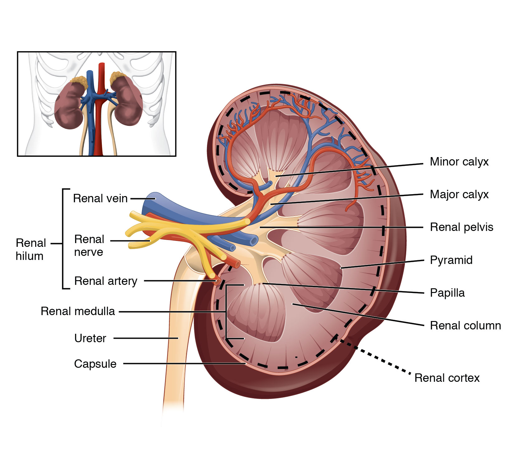 Illustration Of Healthcare And Medical Education Drawing Chart Of Human  Kidney For Science Biology Study Royalty Free SVG, Cliparts, Vectors, and  Stock Illustration. Image 177302714.