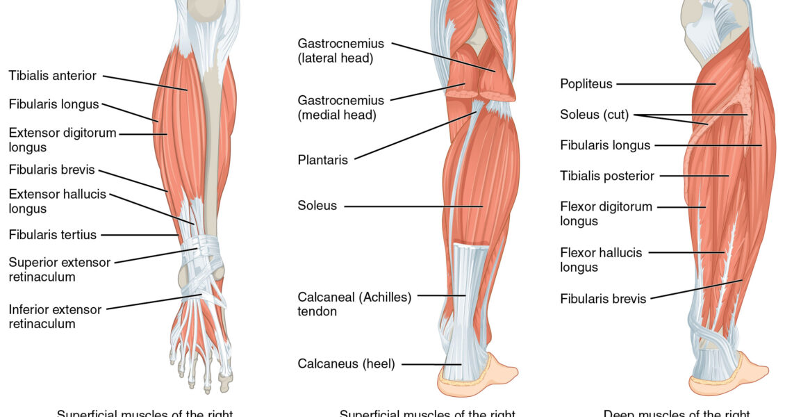 Leg Muscles diagram