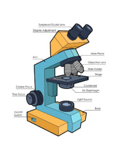 Microscope diagram