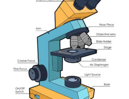 Microscope diagram