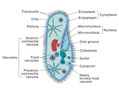 Paramecium diagram
