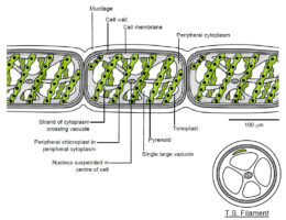 Spirogyra diagram
