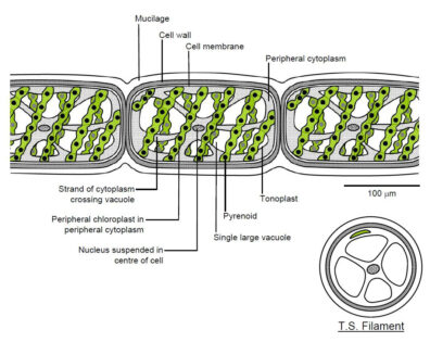 Spirogyra diagram