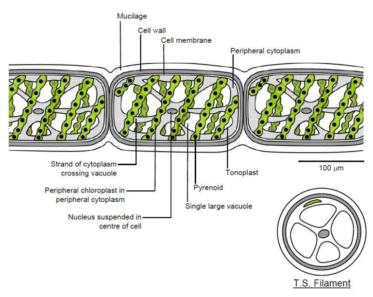 Spirogyra diagram