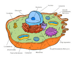 Animal Cell diagram