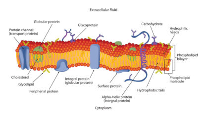 Cell membrane diagram