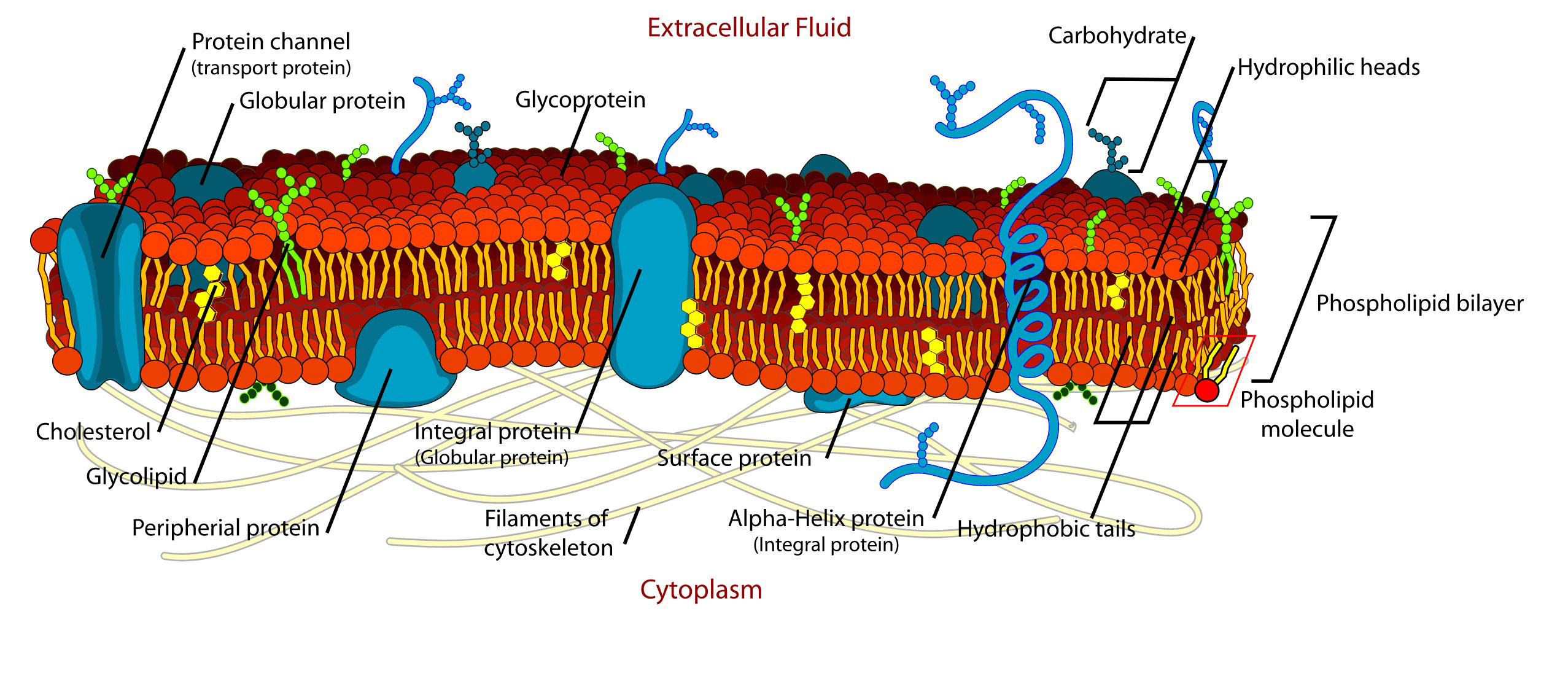 Cell membrane diagram
