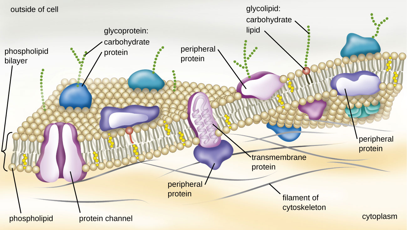 Cell membrane diagram