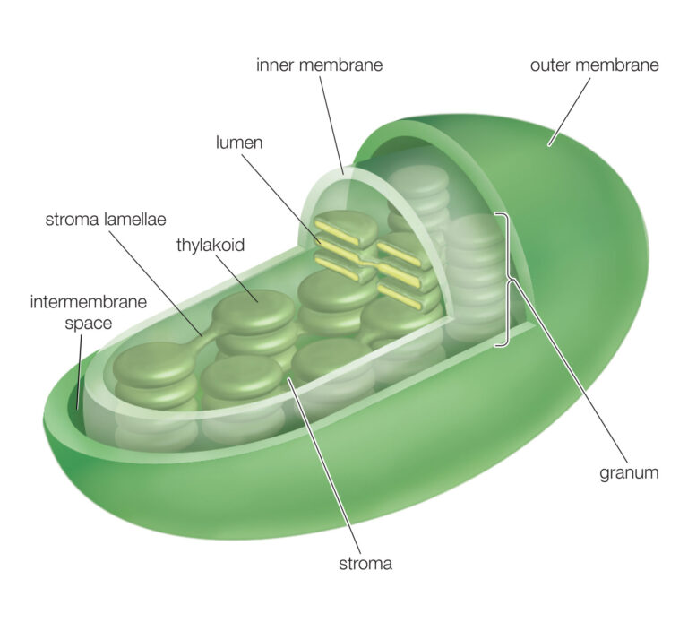 Chloroplast diagram