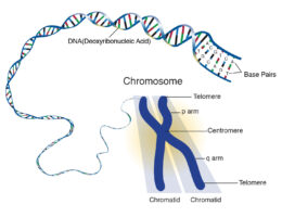 Chromosome diagram