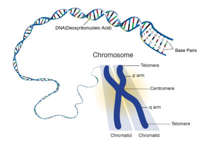 Chromosome diagram