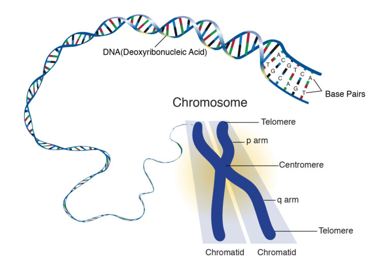 Chromosome diagram