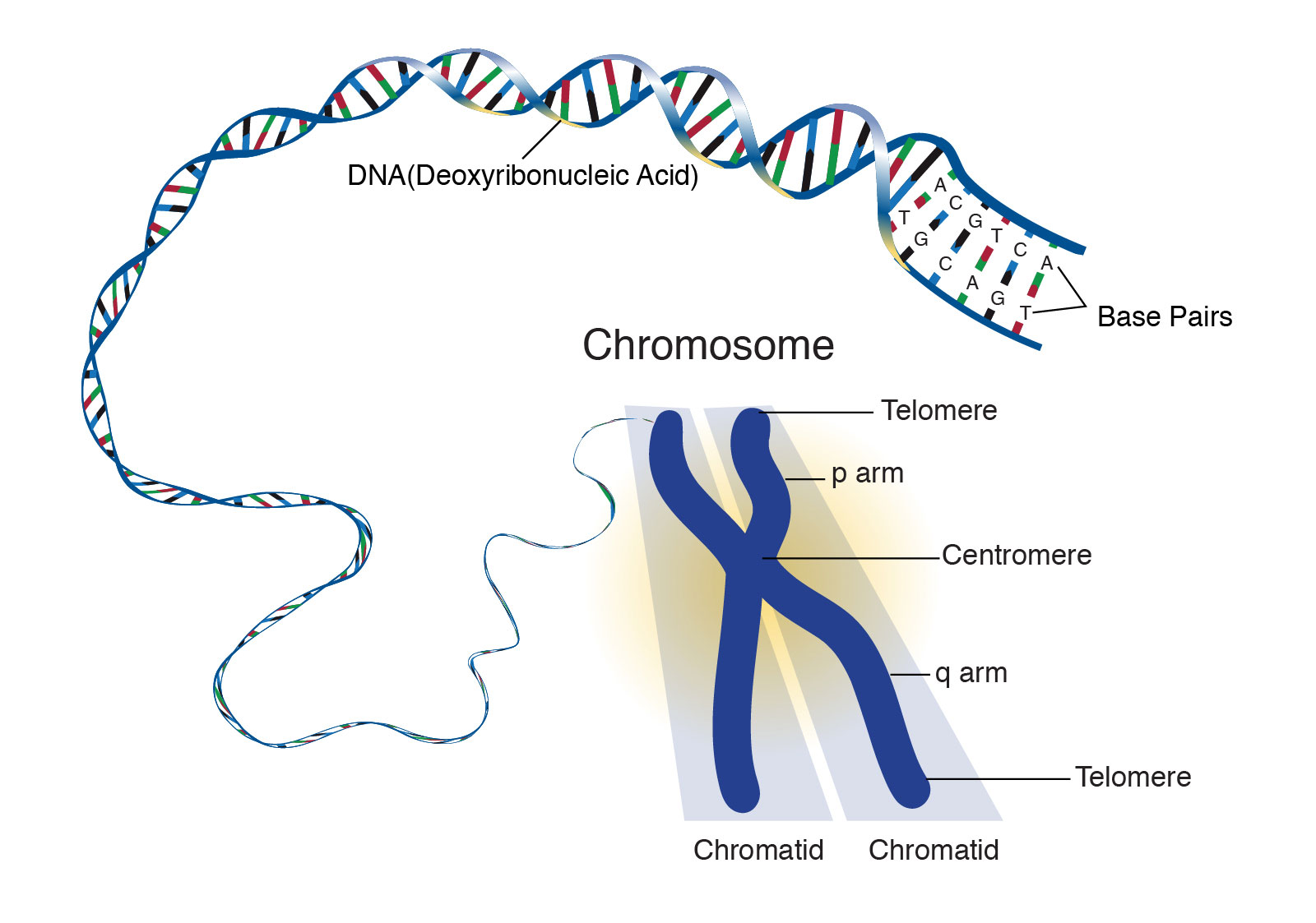 Chromosome Labeled Diagram Anatomy and Structure.