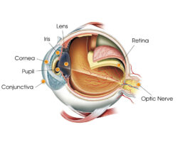 Human Eye Anatomy diagram
