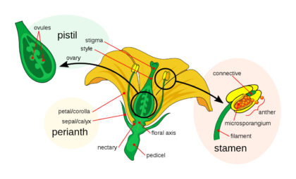 Flower diagram