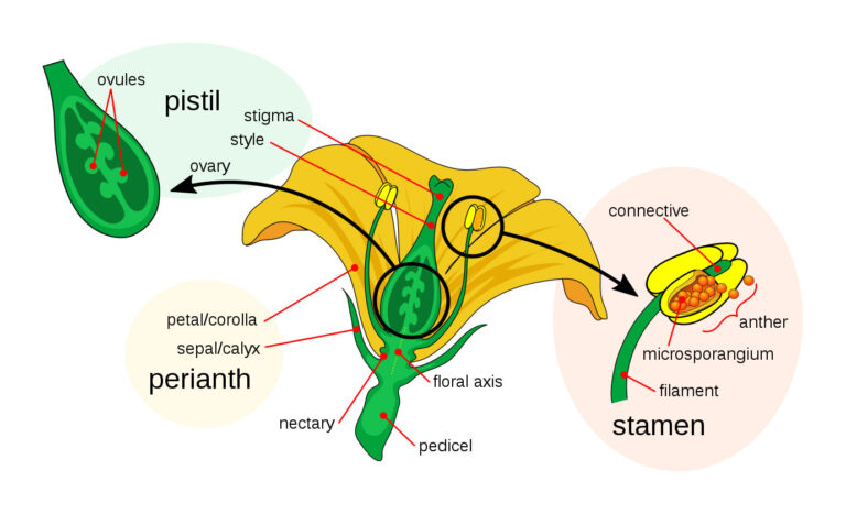 Flower diagram