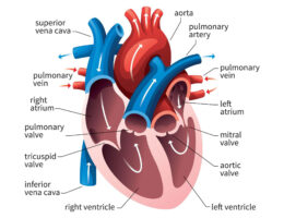 Human Heart diagram
