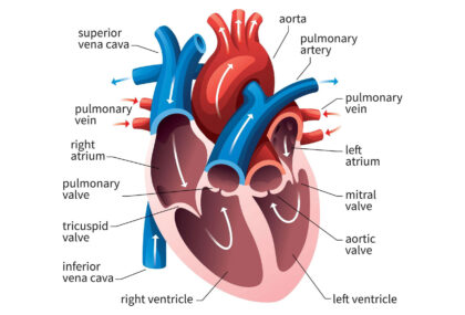 Human Heart diagram