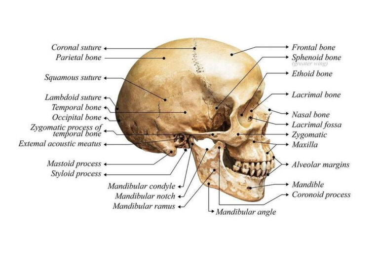 Human Skull diagram