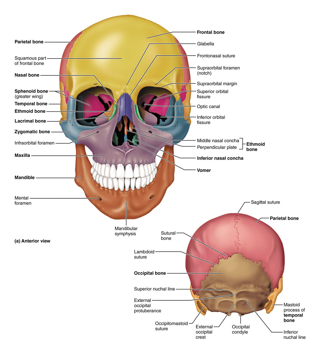 Human Skull diagram