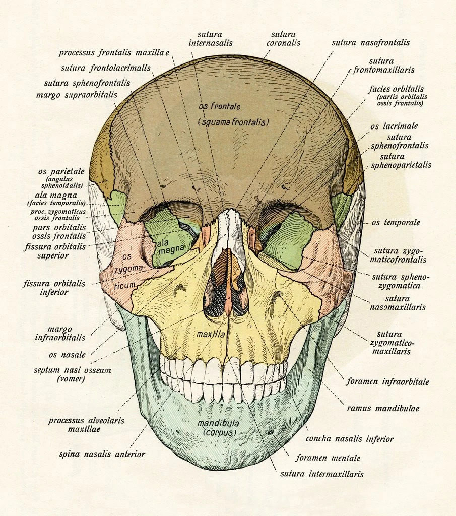 Human Skull diagram