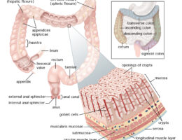 Large Intestine diagram