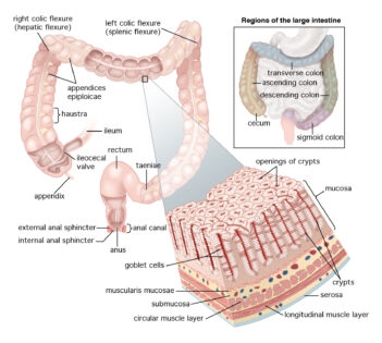 Large Intestine diagram
