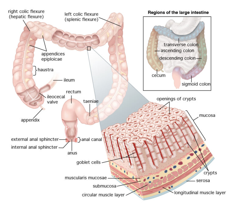 Large Intestine diagram