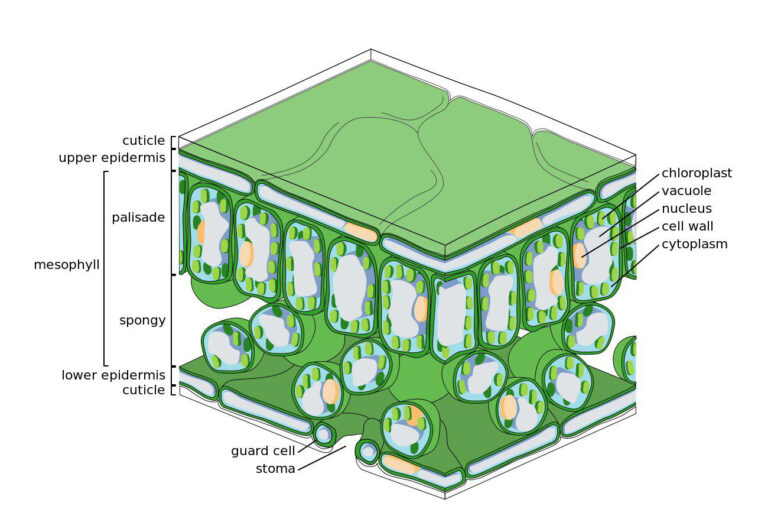 Leaf diagram