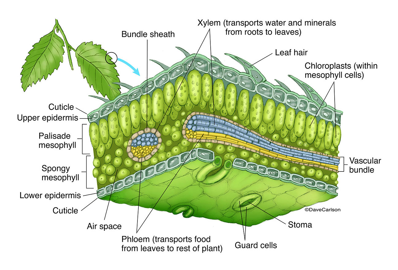 Leaf structure diagram
