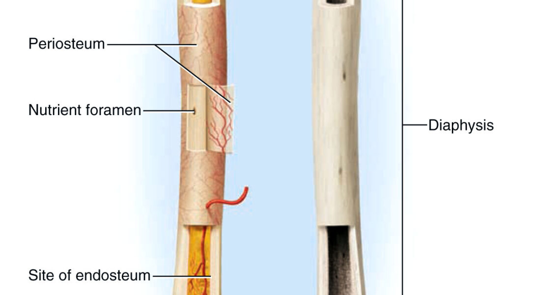 long bone diagram