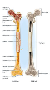long bone diagram
