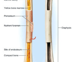 long bone diagram