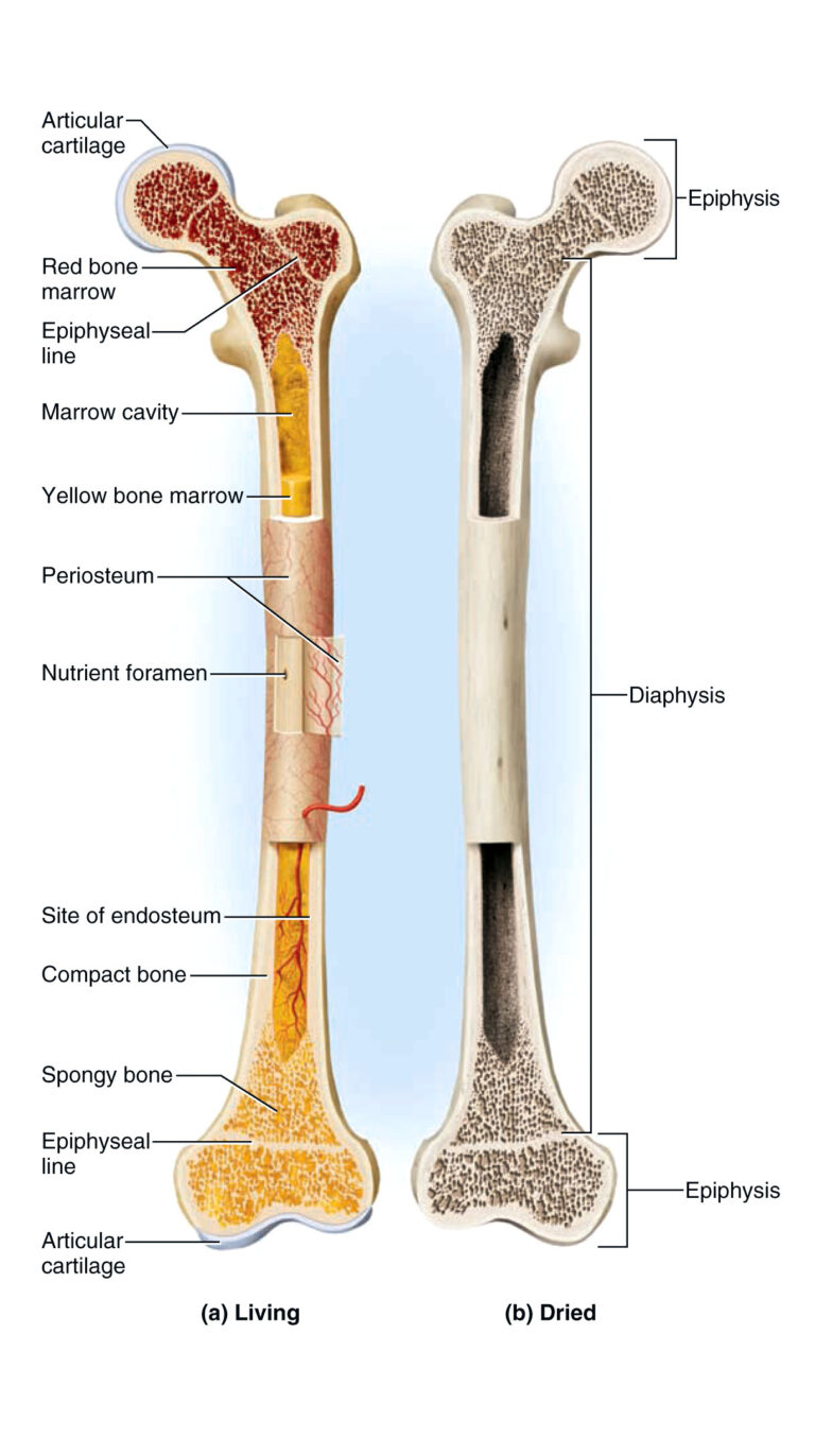 long bone diagram