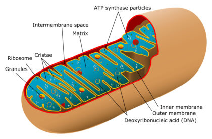 Mitochondrion diagram