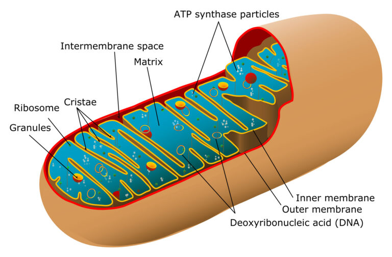 Mitochondrion diagram