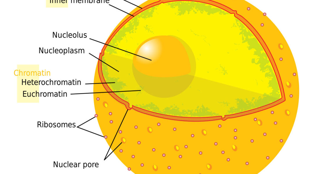 Cell Nucleus diagram