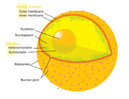Cell Nucleus diagram