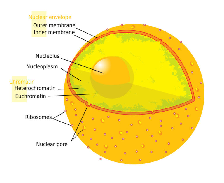 Cell Nucleus diagram
