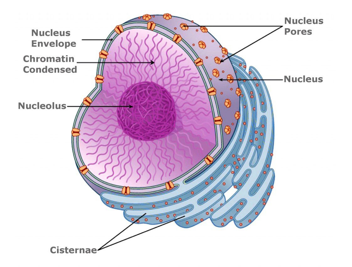 Ядро клетки окружено
