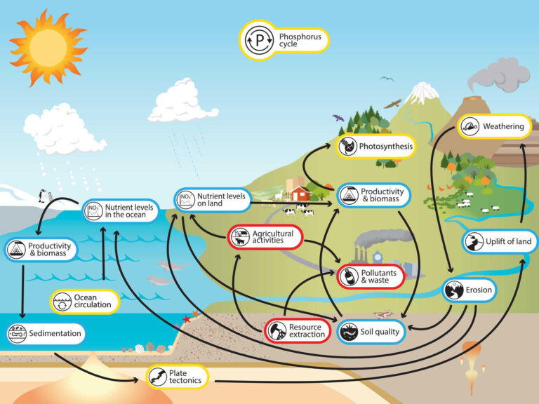 Phosphorus cycle diagram