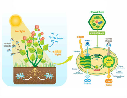 Photosynthesis diagram
