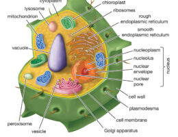 Plant cell diagram